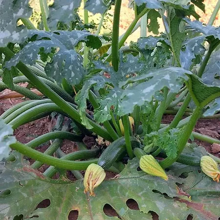 Paradiso - Tra Ulivi E Tramonti Da Cartolina * Muro Leccese