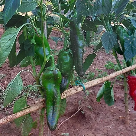 公寓 Paradiso - Tra Ulivi E Tramonti Da Cartolina *