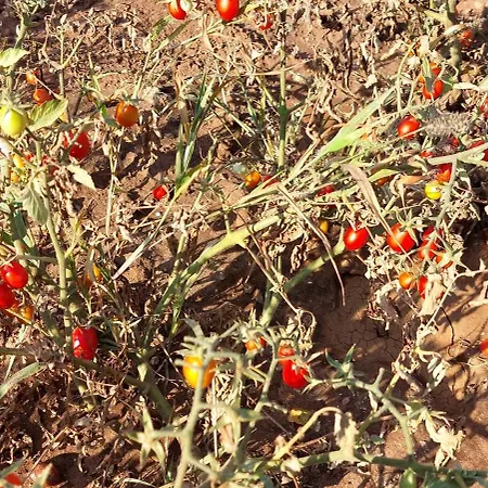 Apartment Paradiso - Tra Ulivi E Tramonti Da Cartolina *